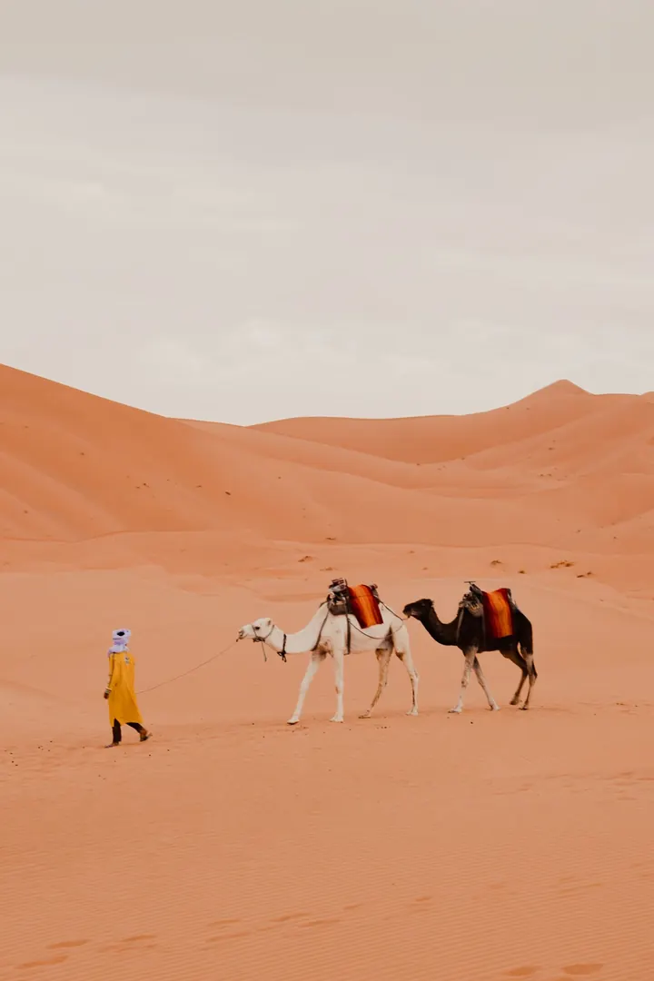 Camel caravan in the dunes