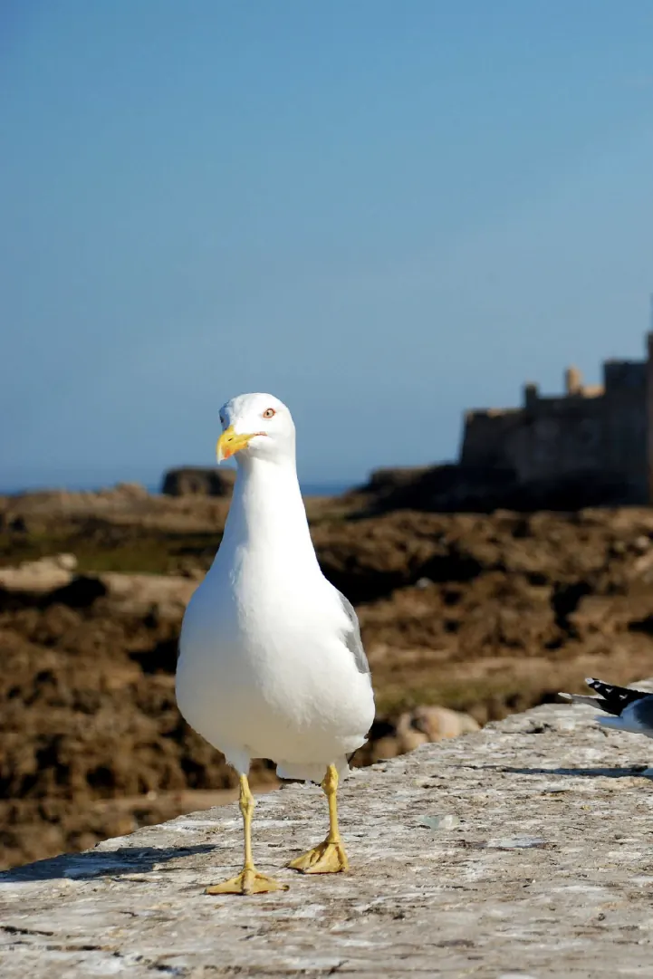 Essaouira, photo 9