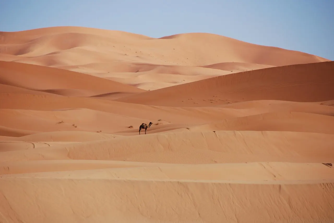 Desert Wellness Tours Morocco 2026: A Comprehensive Guide