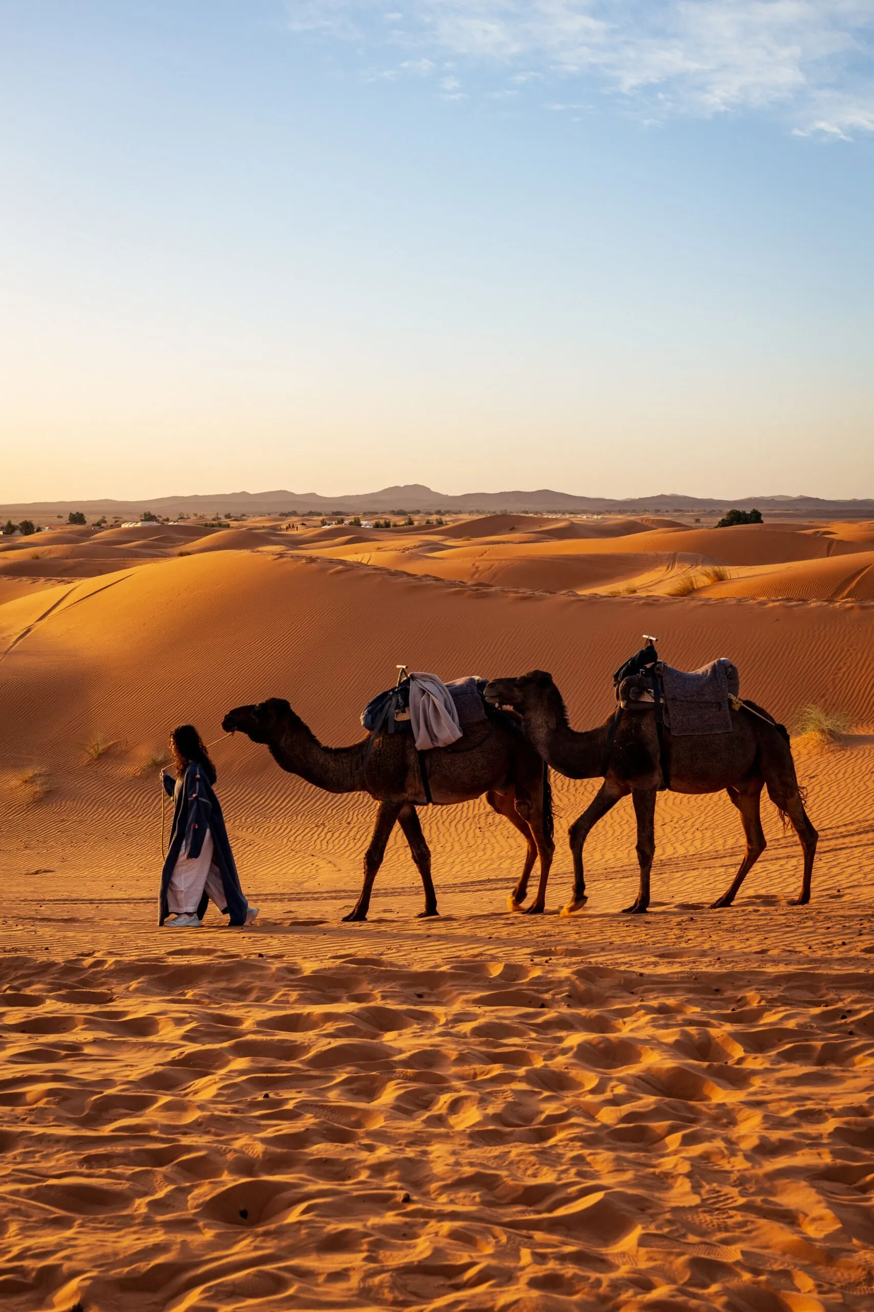 Camels crossing the dunes at sunset